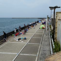 イワシ爆釣！！